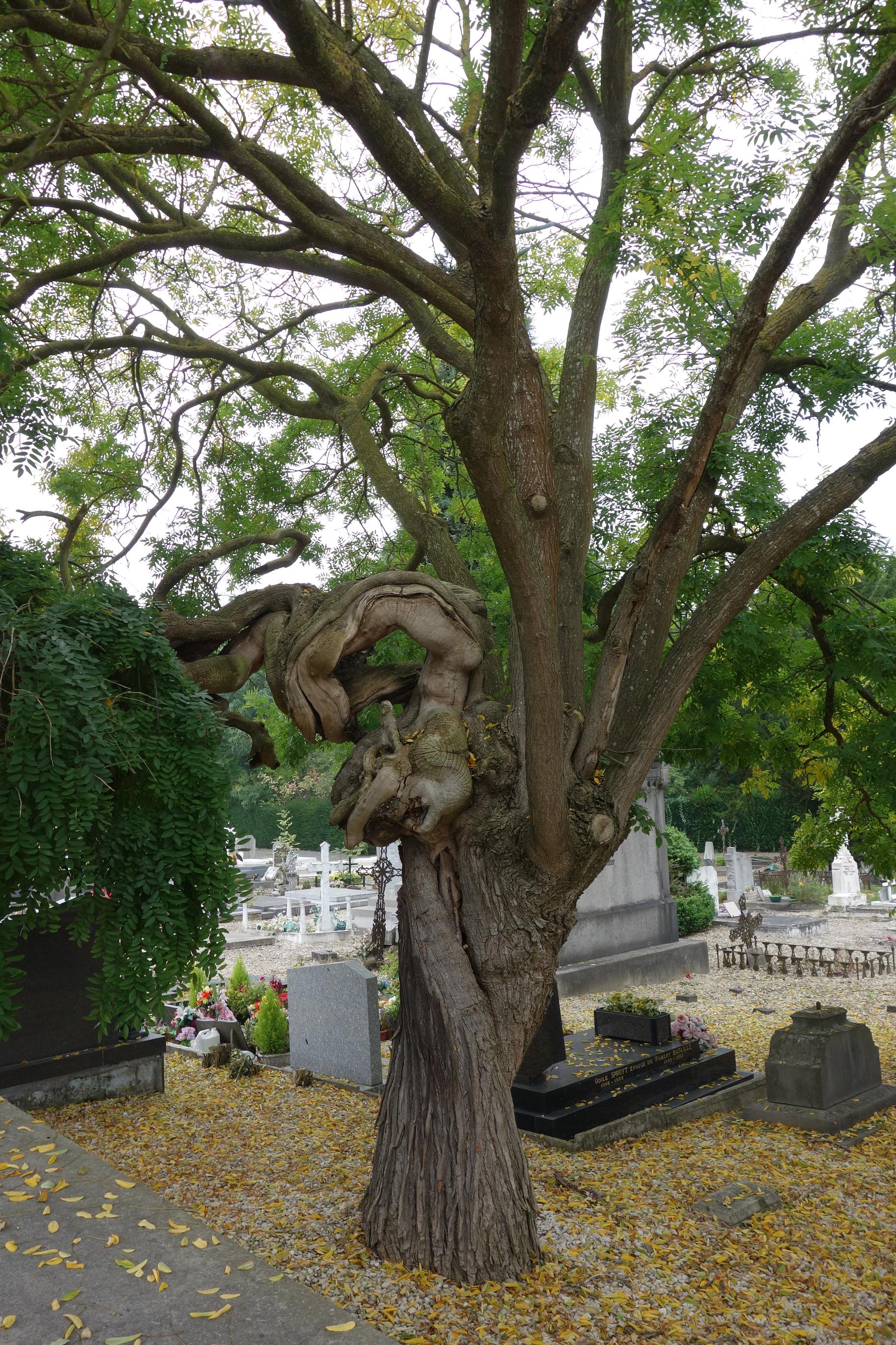 Cimetiere_Saint_Roch_023redim.jpg